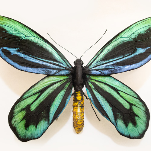 アレクサンドラトリバネアゲハ20CM | 精密レプリカ | 蝶標本 | 昆虫