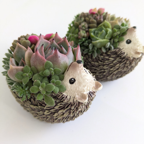 ♡多肉植物♡ハリネズミ小♡そのまま飾れる寄せ植え♡ 多肉植物