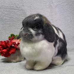 羊毛フェルト オーダー 「リアルで可愛いウサギちゃん」ぬいぐるみ