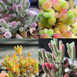 お買い得 早い者勝ち 2026 超豪華 12品種 多肉植物福袋 多肉植物 愛