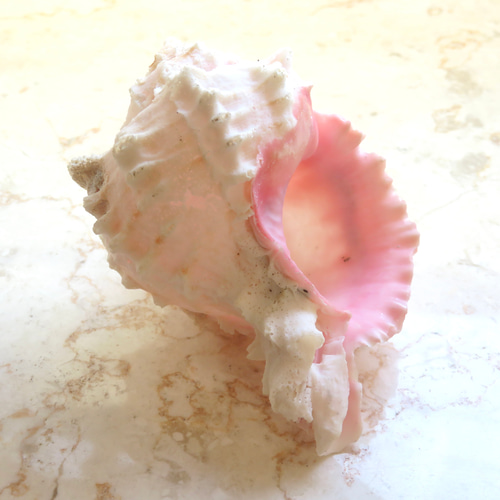 美しい貝殻標本◇クレナイガンゼキボラ・ピンクムレックス／51グラム