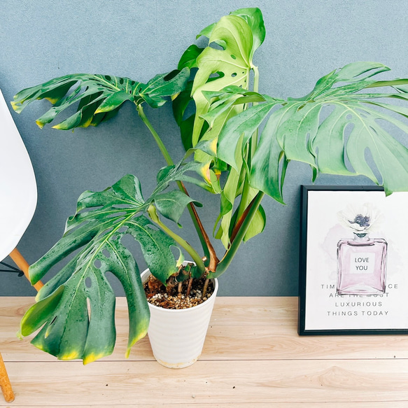 現品］20-7 モンステラ デリシオーサ 幹上がり 7号 八丈島産 観葉植物