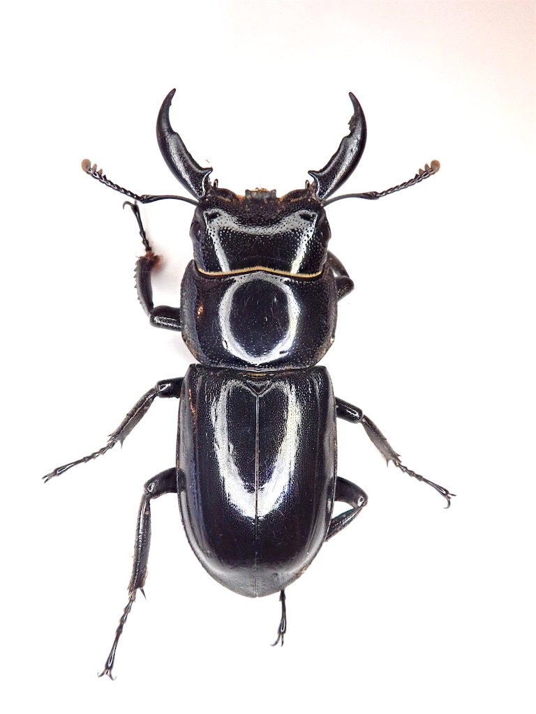 長崎県 対馬 チョウセンヒラタクワガタ 採集記 - stag_beetle_japan