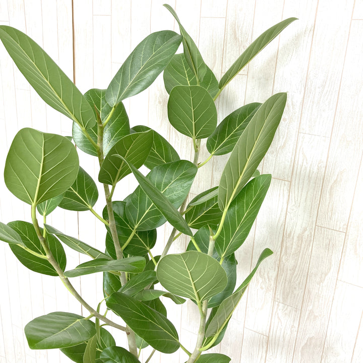 フィカス・ベンガレンシス 8号の通販 | GreenSnap STORE(グリーン