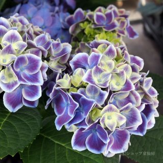 童仙房ナーセリー＆ガーデンのお庭のあじさいシリーズ（ハイドランジア