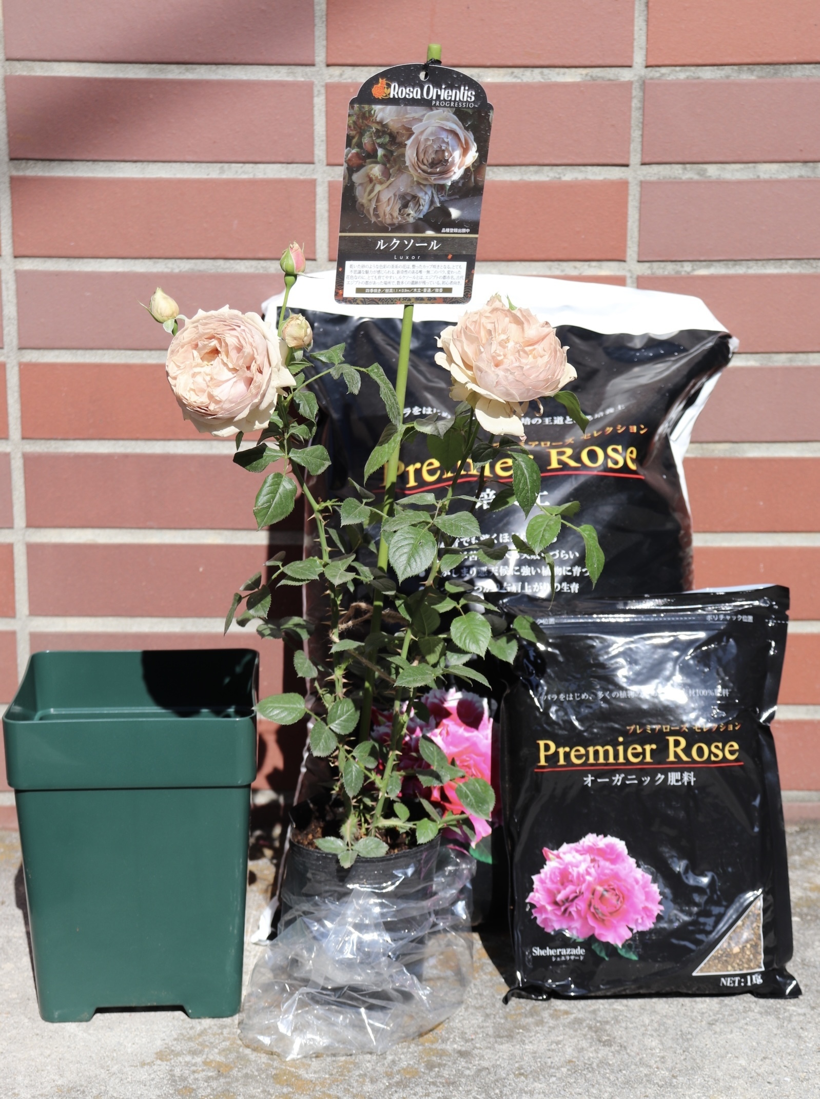 バラ🌹新苗の鉢増し | CAINZ DIY Square