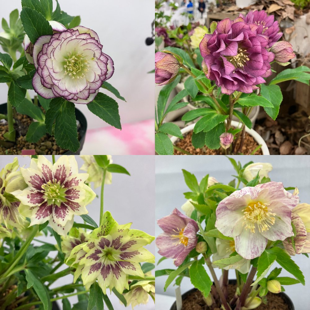 クリスマスローズの世界展2025 ～恋する魅惑の花～ | ニュースリリース