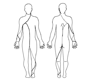 株式会社 医療情報研究所 | 螺旋筋膜からみた操体導診法