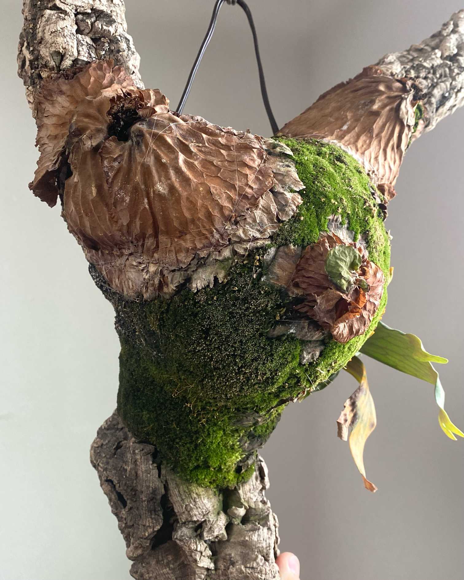 P. madagascariense ➀ 成長記録 2025.2.13｜🍀GreenSnap（グリーン