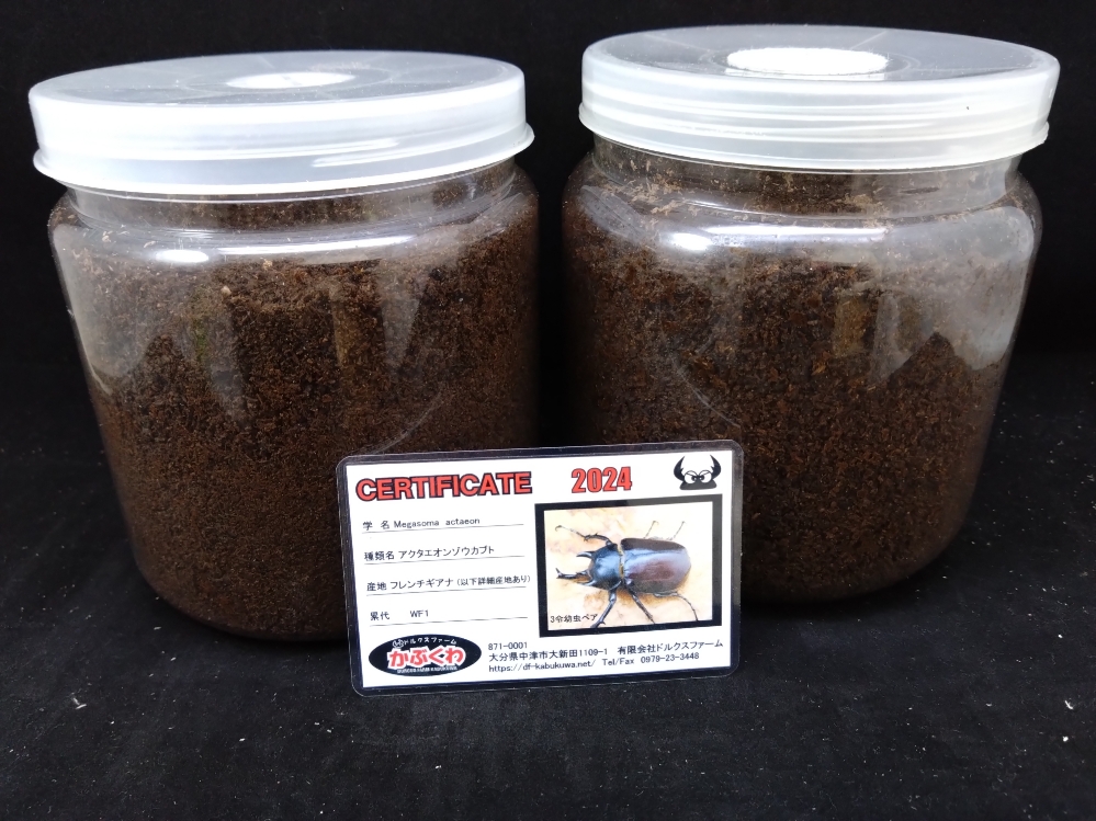 ☆貴重☆フレンチギアナ産☆アクタエオンゾウカブト幼虫 | Dorcusfarm