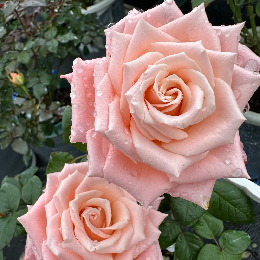 Almond Nougat Rose-杏仁奶糖 | Chinese Cut Roses – Ergongzy Roses