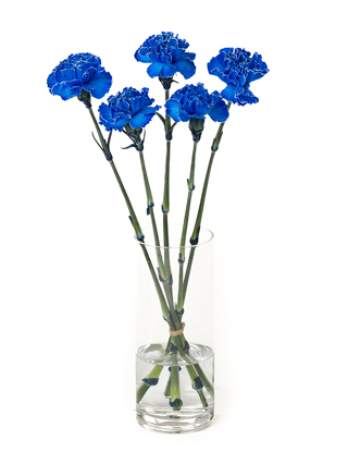 生花】カーネーション ティントロイヤルブルー【青/60cm/コロンビア