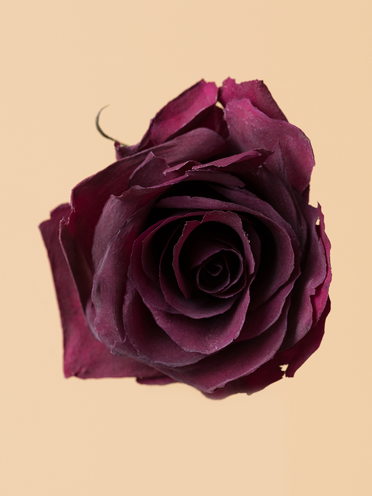 高級ドライ】バラ(赤) 品種おまかせ【50cm】｜Flower Smith Market