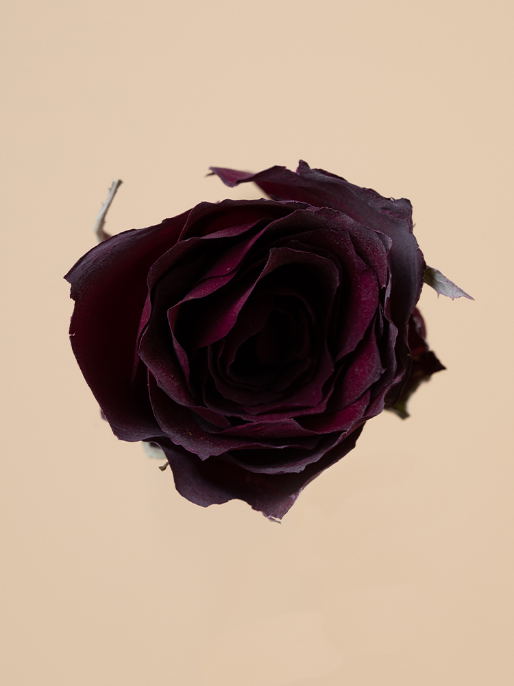 高級ドライ】バラ サムライ08【赤/50cm】｜Flower Smith Market