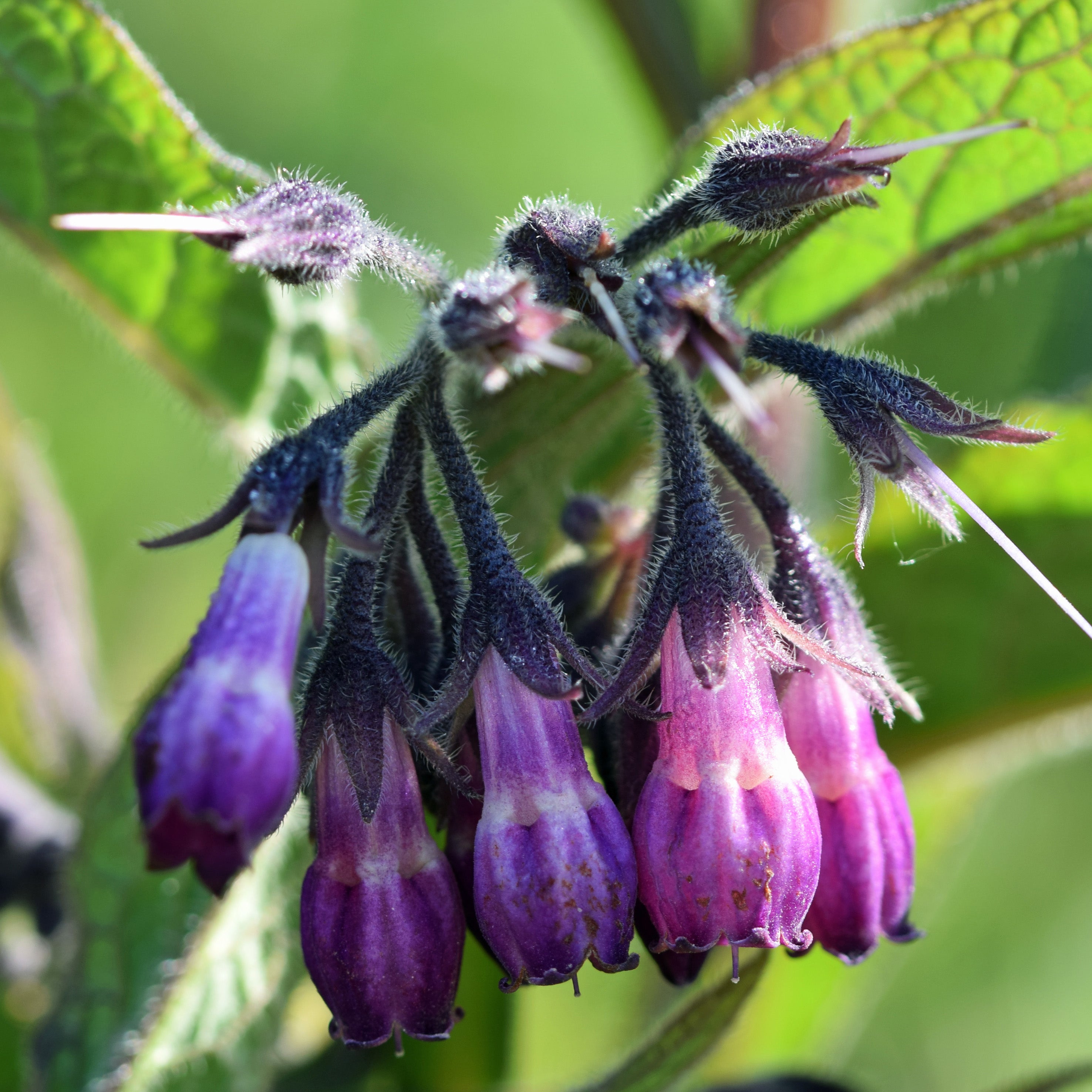 Java Black Tea Soothing Gel Cleanser – From This Island
