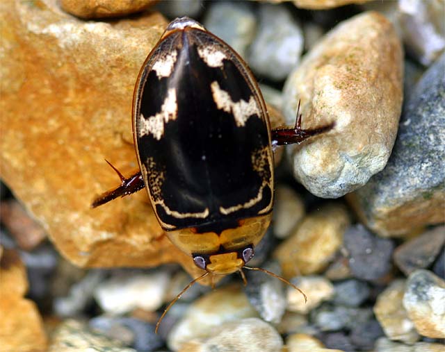 リュウキュウオオイチモンジシマゲンゴロウ飼育繁殖