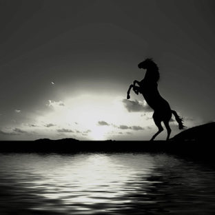 奥深い『ラルフローレン』の世界と歴史 | Gete-mono-oki｜Illustrator