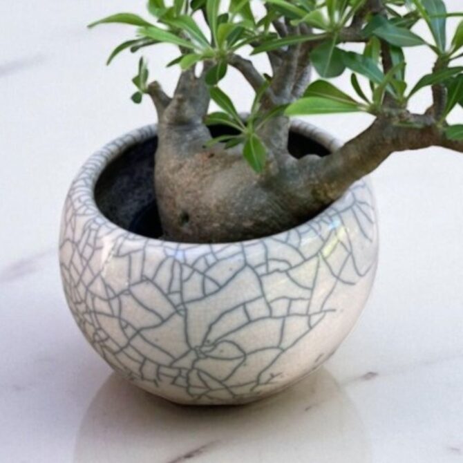 塊根植物 ブレビカリックス｜商品一覧｜日比谷花壇｜日比谷公園本店