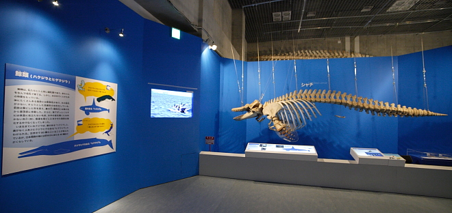 多様性生物希少標本ネットワーク ”a specimen room 標本室”