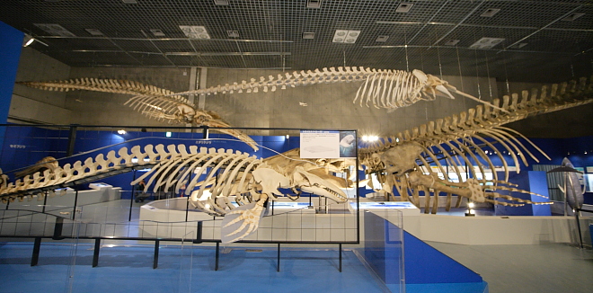 多様性生物希少標本ネットワーク ”a specimen room 標本室”