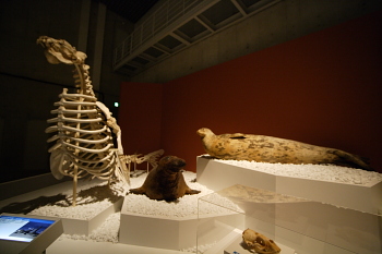 多様性生物希少標本ネットワーク ”a specimen room 標本室”