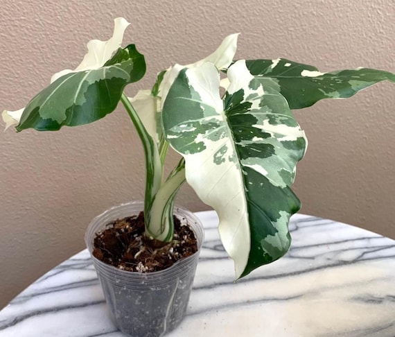 Alocasia Okinawa Silver Starter Plant (ALL STARTER PLANTS Require