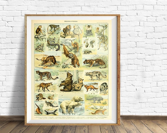 Vintage Animal Print, Mammal Chart French Biology Poster