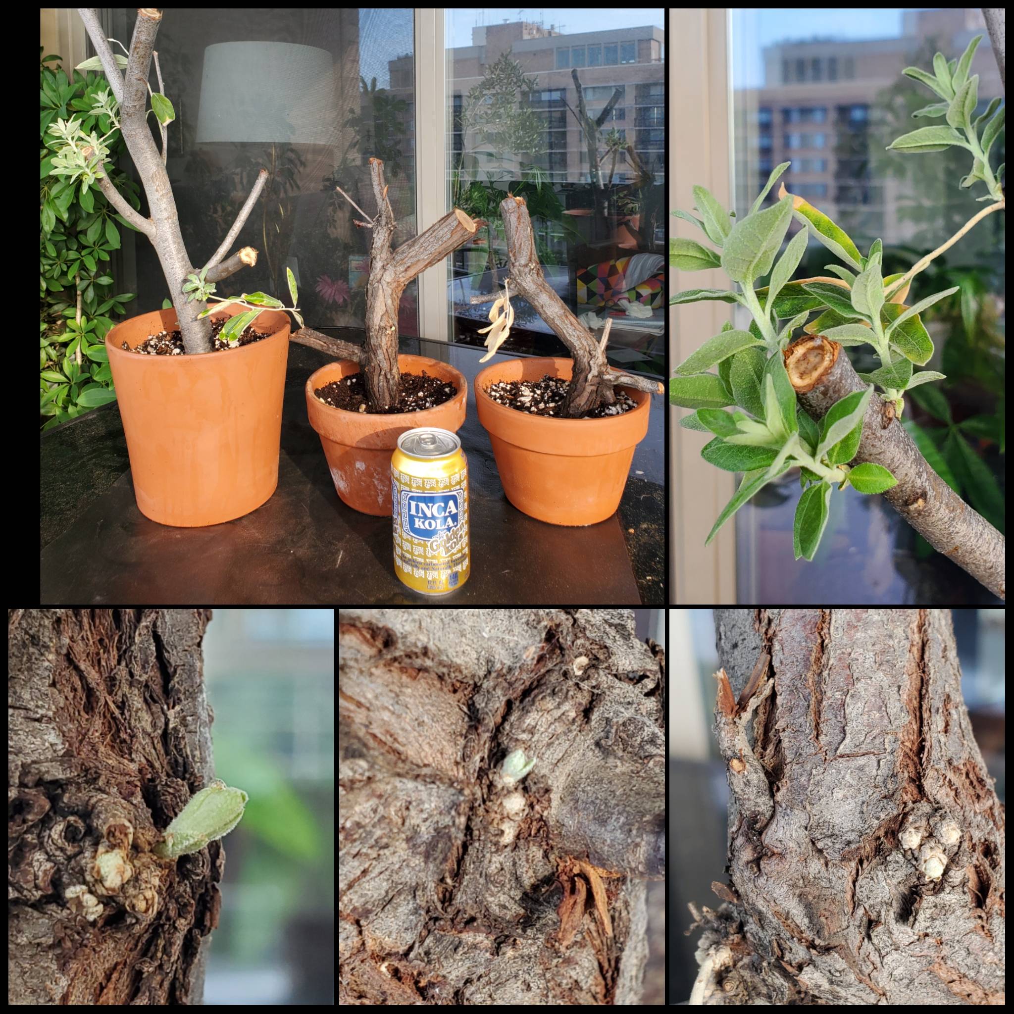 オリーブ 剪定枝 太枝 極太 太木挿し 挿し木 2本 枯れかけたオリーブの