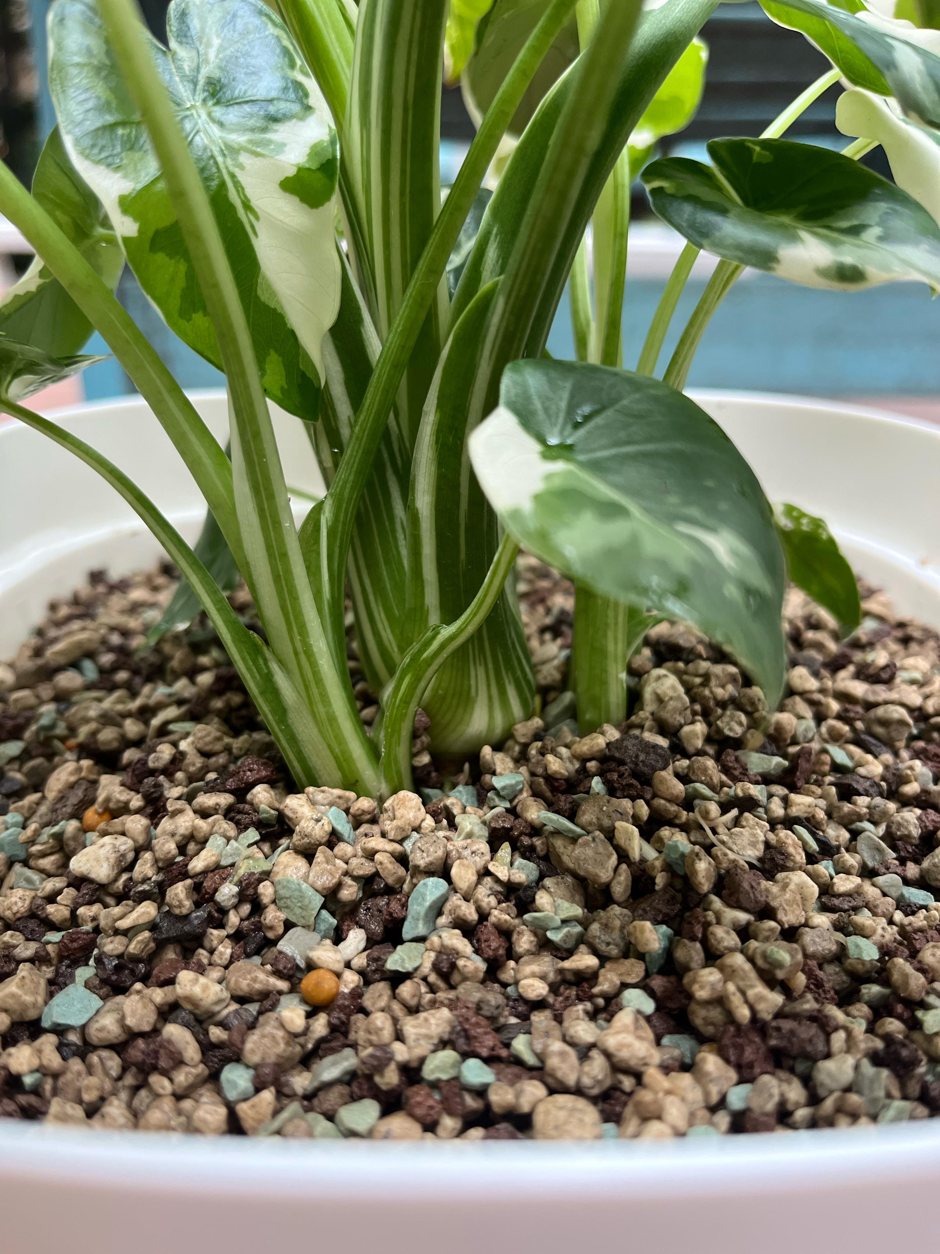 Just bought an adorable little Alocasia Okinawa Silver and need