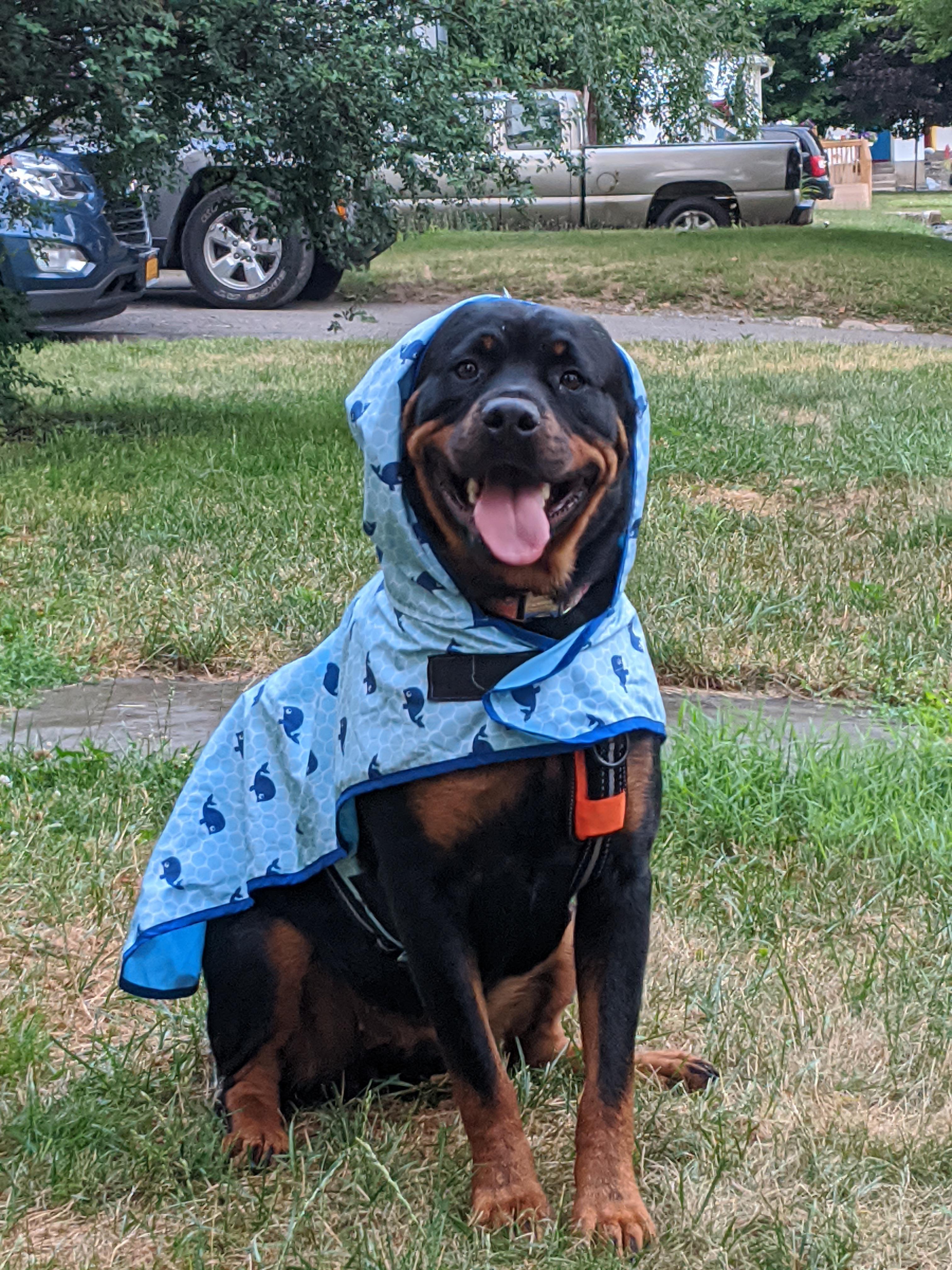 Rain or Shine, Gretchen wants to go on a walk : r/Rottweiler