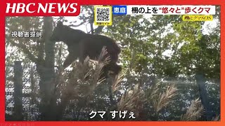 A bear leisurely walks on a fence beside the road. The