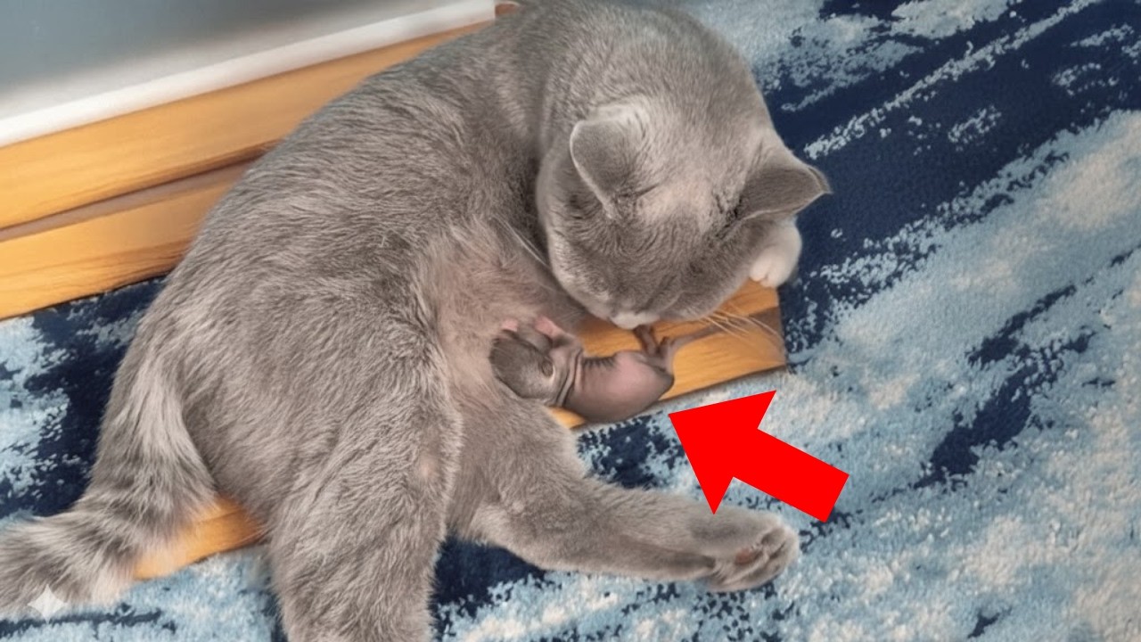 熊谷道子Michiko Kumagai ＆NOZOM at 北柏ふるさと公園野外音楽フェス