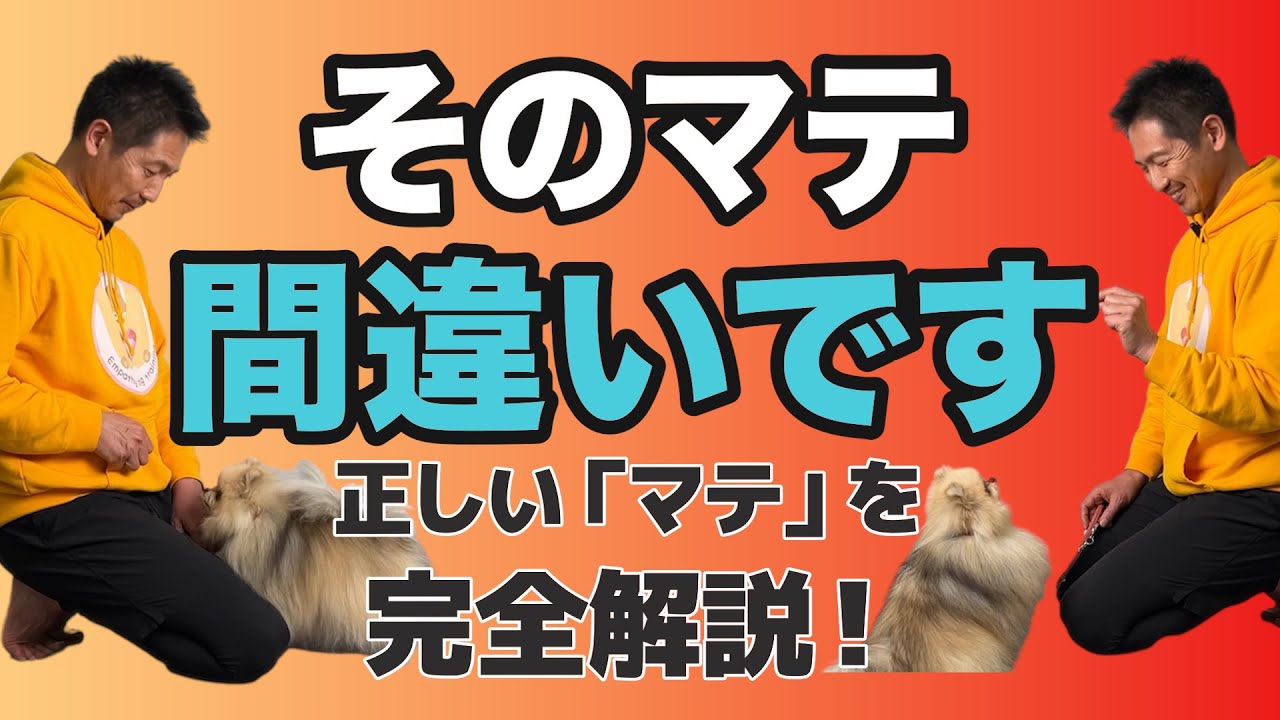 犬のしつけ】まての教え方☆決定版☆【3分で分かる】 - YouTube