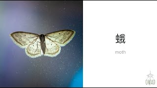 Moth (蛾) | S4E230 | OWAD Learning Mandarin Chinese - YouTube