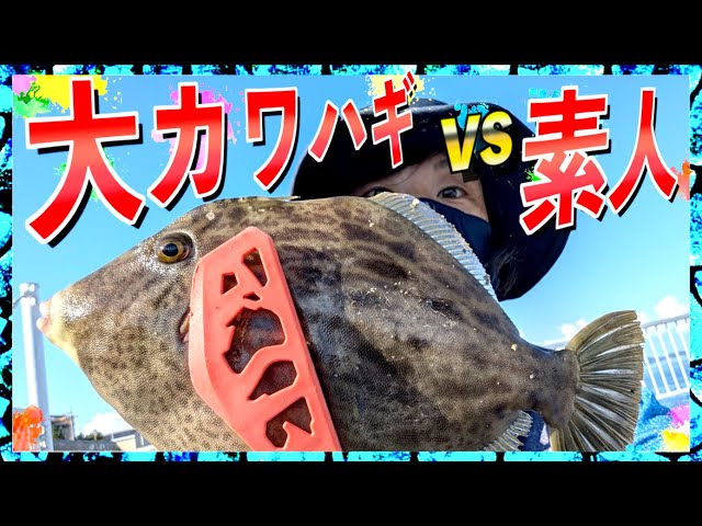 Episode 260 [Tomita New Port] The results of trying to catch a