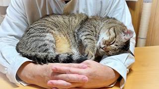 The cat who loved my father after all [Former stray cat Peesuke