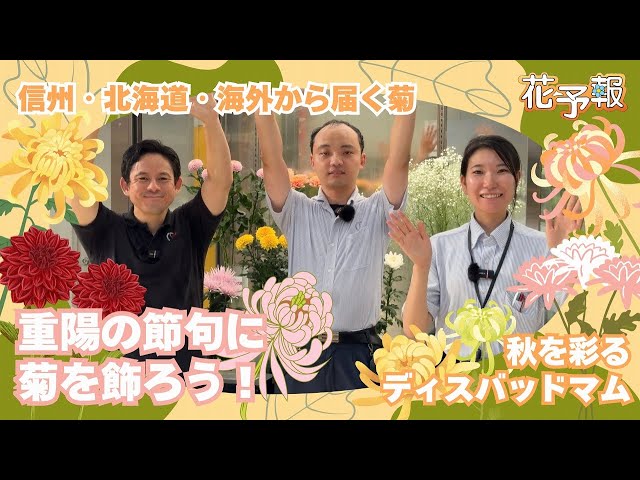 重陽の節句に咲く菊！ディスバッドマム特集【花予報 2025年9/1〜9/7