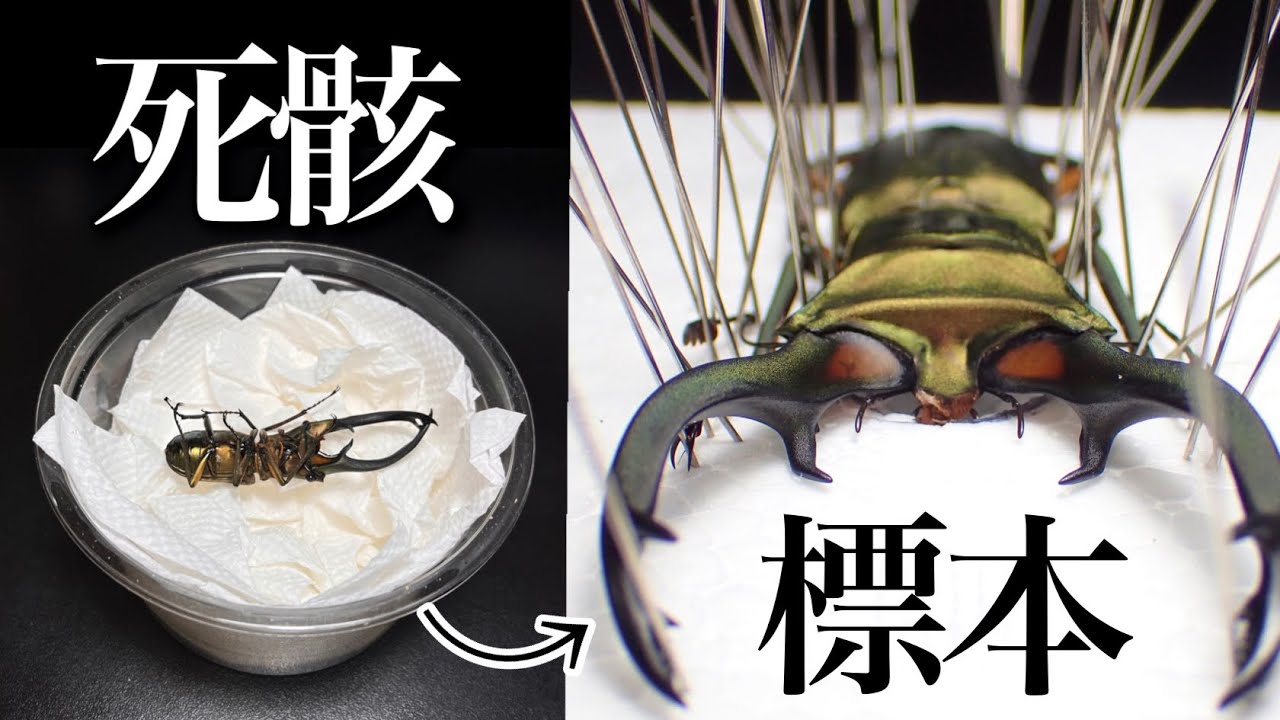 I tried to make a specimen from the carcass of a stag beetle I was