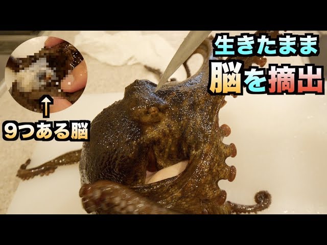 Urban legend] Removing the nine brains of a living octopus was a