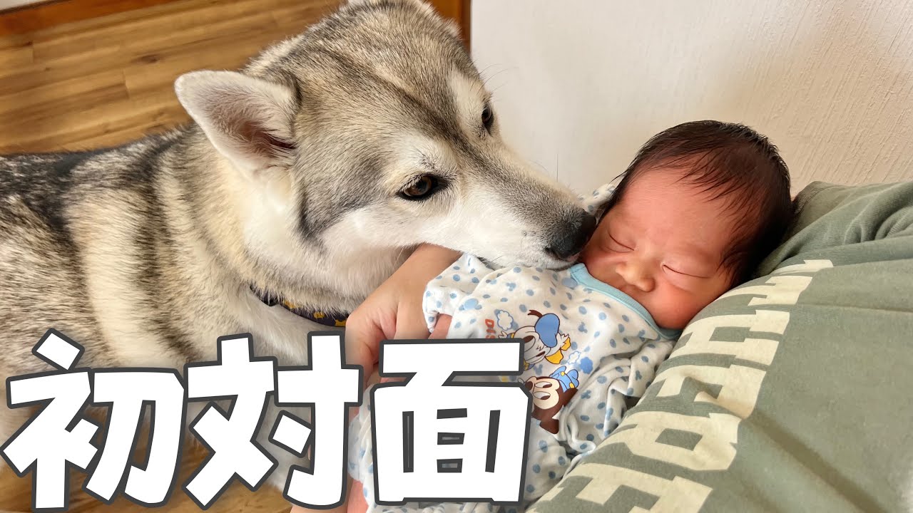 高橋優 SPECIAL LIVE DVD／Blu-ray Diary of 2019 -STARTING OVER