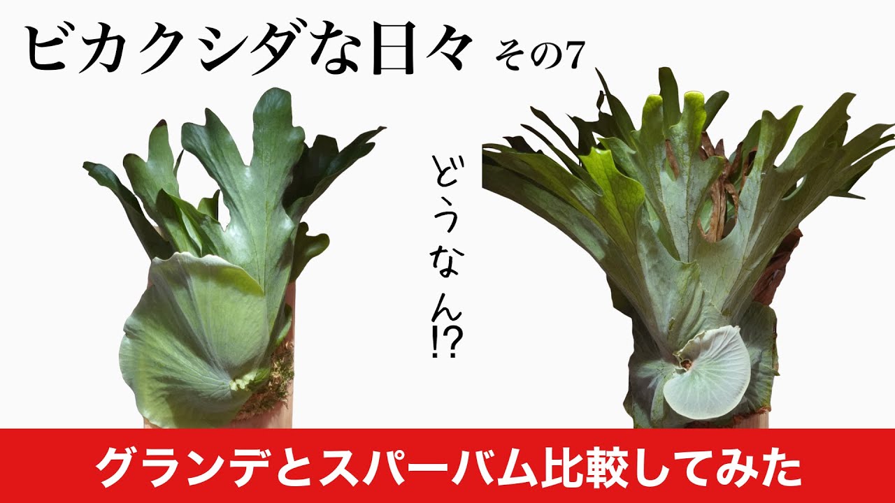 Staghorn Fern] Comparing Grande and Superbum. Staghorn Fern Days