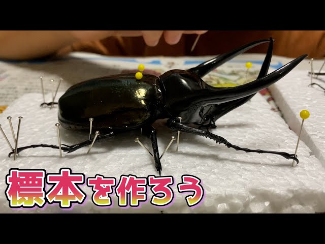 標本の作り方！】カブトムシ・クワガタ標本作りに挑戦！ - YouTube