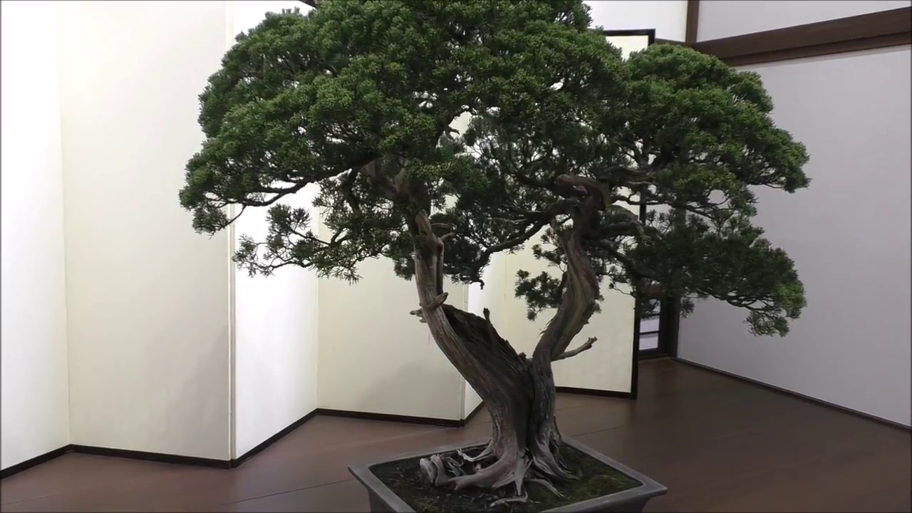 The Imperial Bonsai 皇居の盆栽 ：The 8th World Bonsai Convention