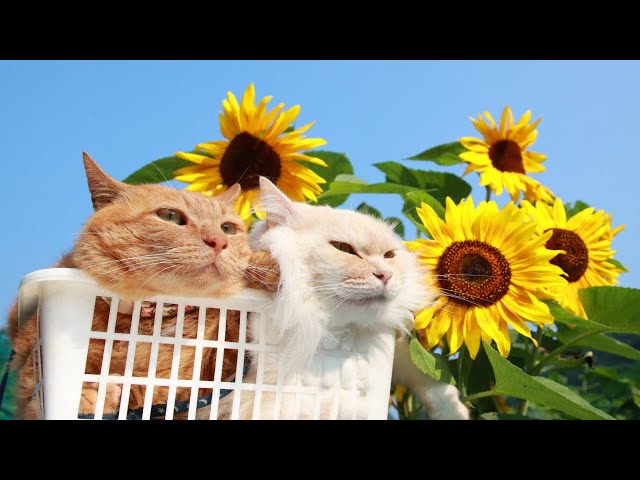 ひまわりのせ猫 2024 240813 - YouTube