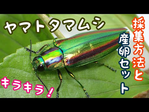 O*ん様 オーストラリアの ムカシタマムシ 3種セット オーストラリアの