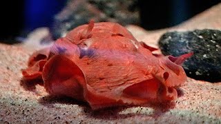 メンダコの国内展示最長記録更新 - YouTube