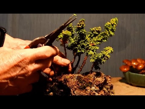 Re-arranging the cypress planting - YouTube