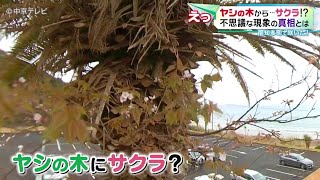 えっ！ヤシの木からサクラ？不思議な現象の真相は？ 愛知・南知多町