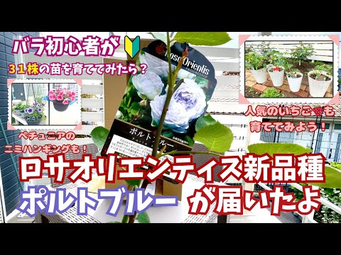 初心者🔰のバラ栽培日記/ロサオリの2024年春の新品種ポルトブルーを