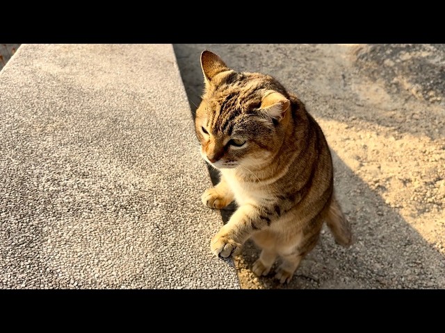 浅葱「 桃太郎伝記 〜祝詞呪〜」NYASAGIさんによる振付動画（ショート